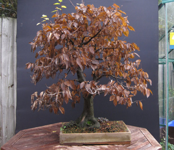 hornbeam bonsai